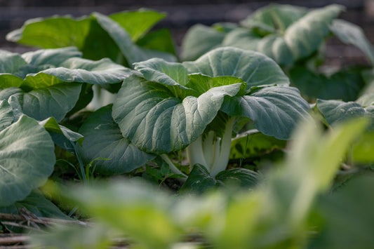 Bok Choy, Bopak (each)