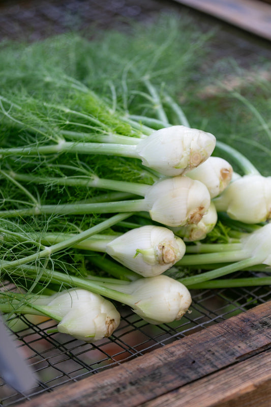 Fennel, Baby (bunch)