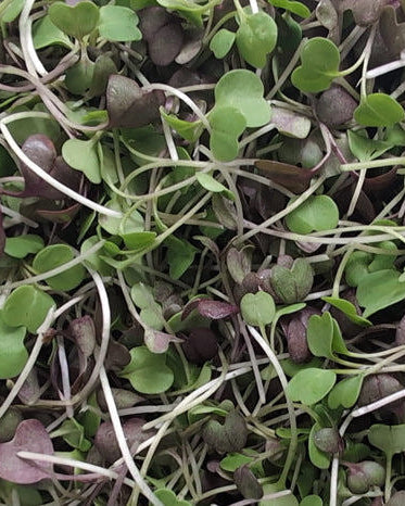 Close-up of fresh green microgreens with a blurred background