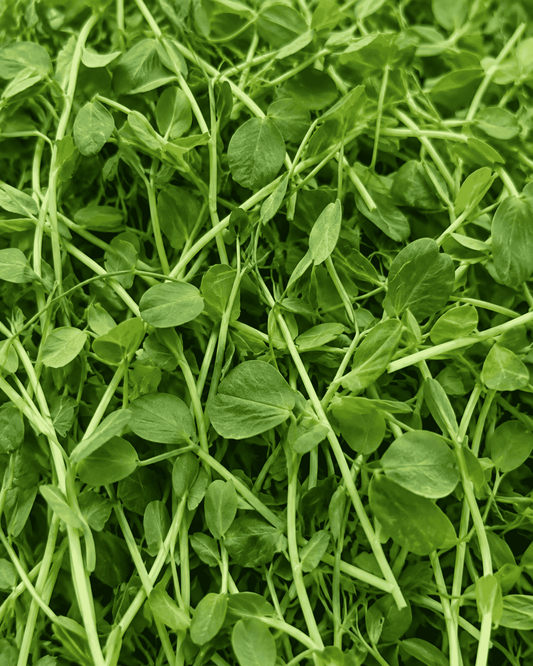 Pea Shoot Microgreens