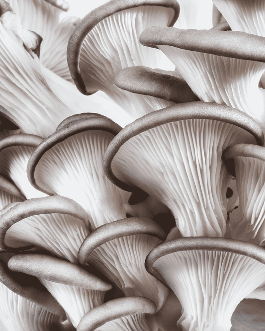 A close-up photograph of a cluster of oyster mushrooms growing together, showing their fan-shaped caps and ribbed gills in soft gray and off-white tones.