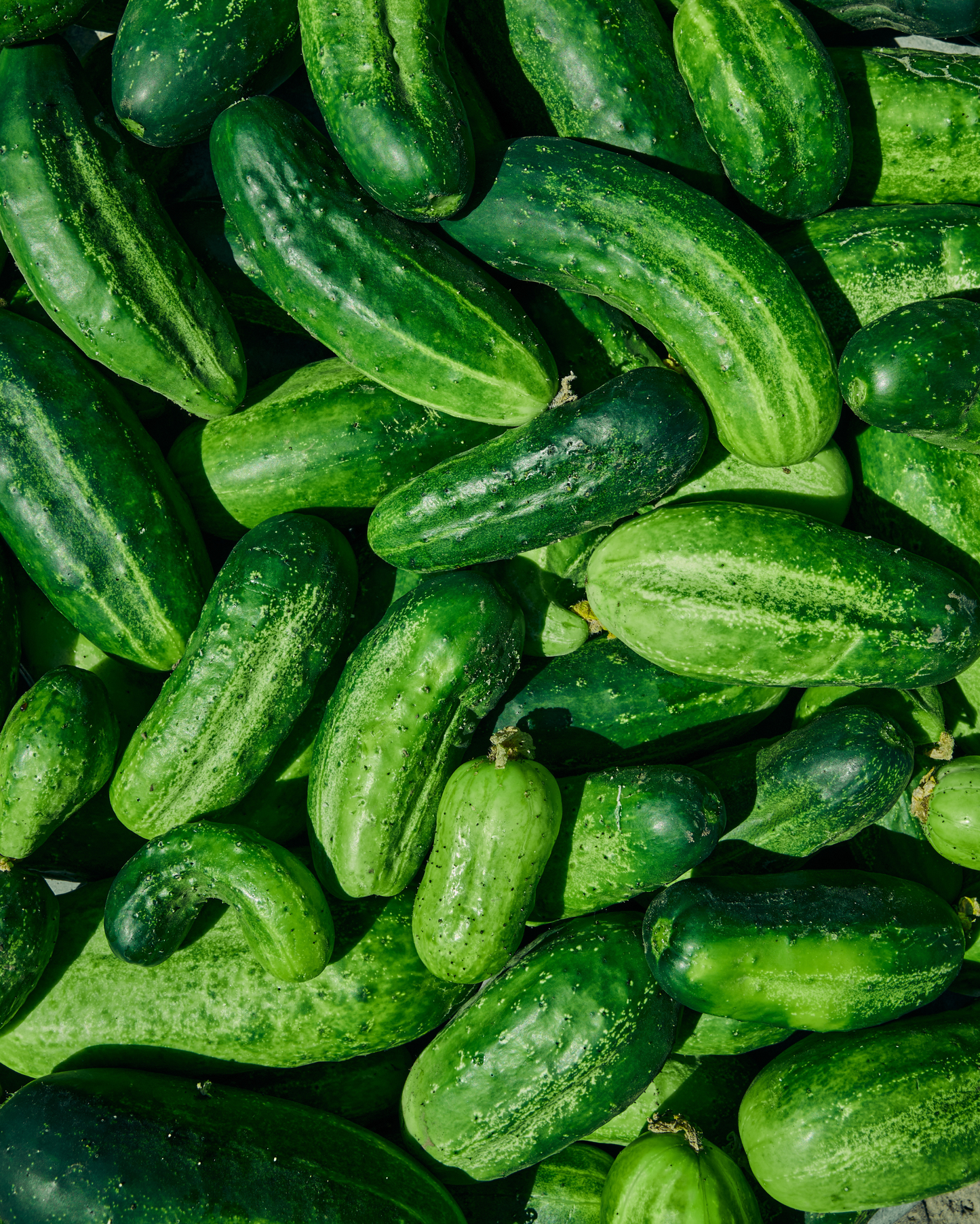 Pickling Cucumbers