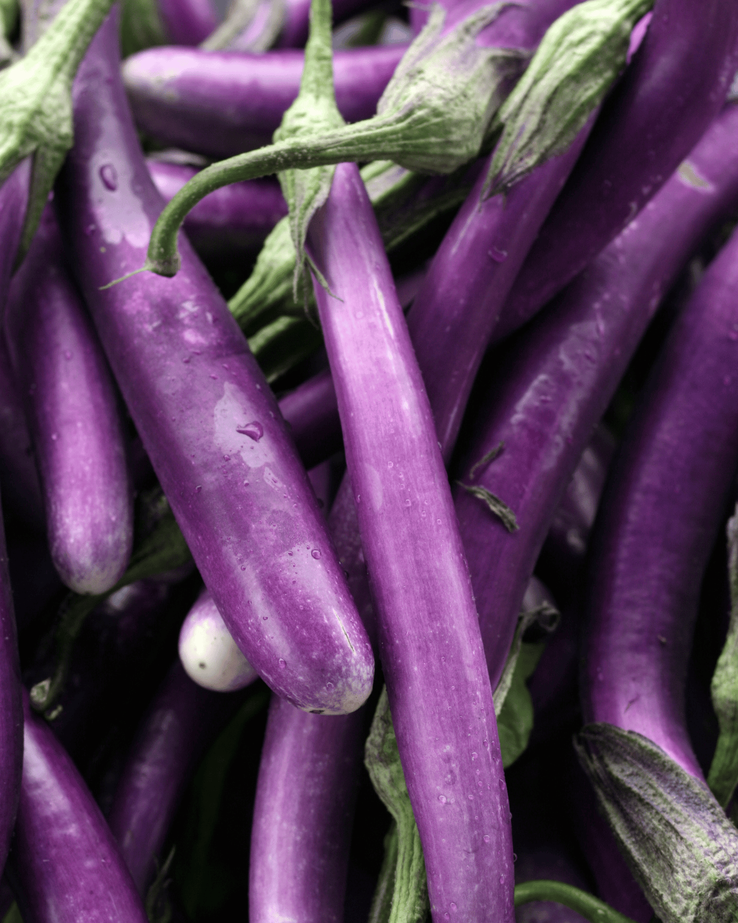 Ping Tung Long Eggplant PF