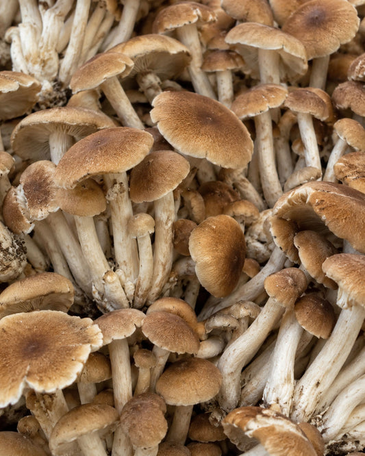 Pioppino Mushrooms – Pound