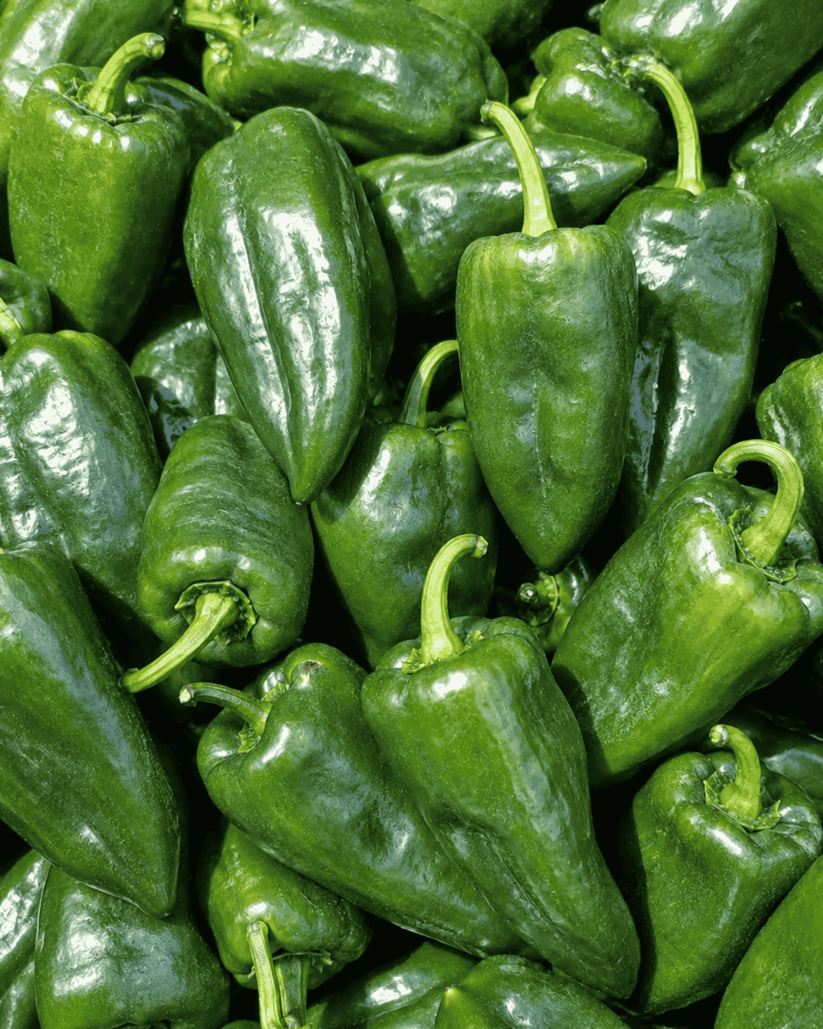 Poblano Pepper