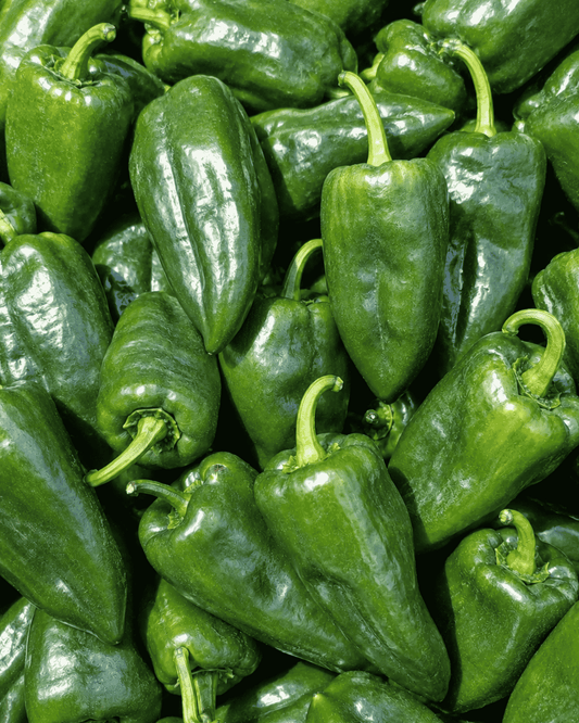 Poblano Pepper