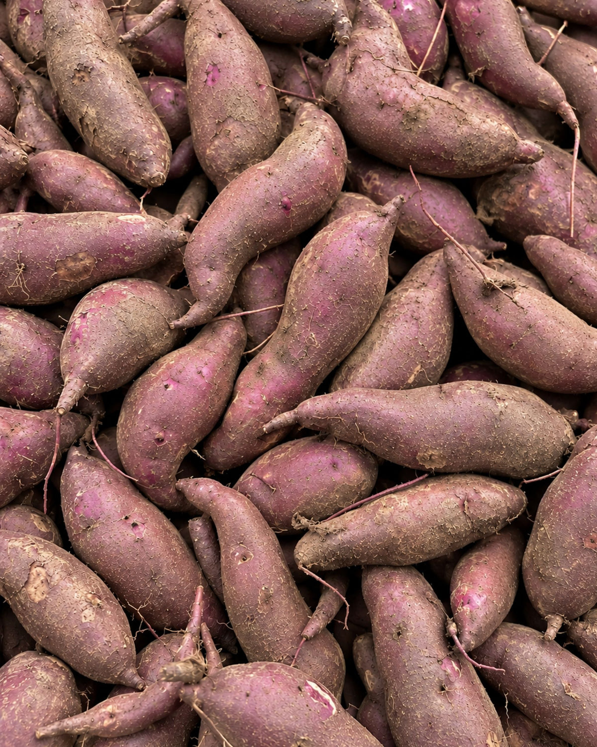 Purple Majesty Sweet Potato