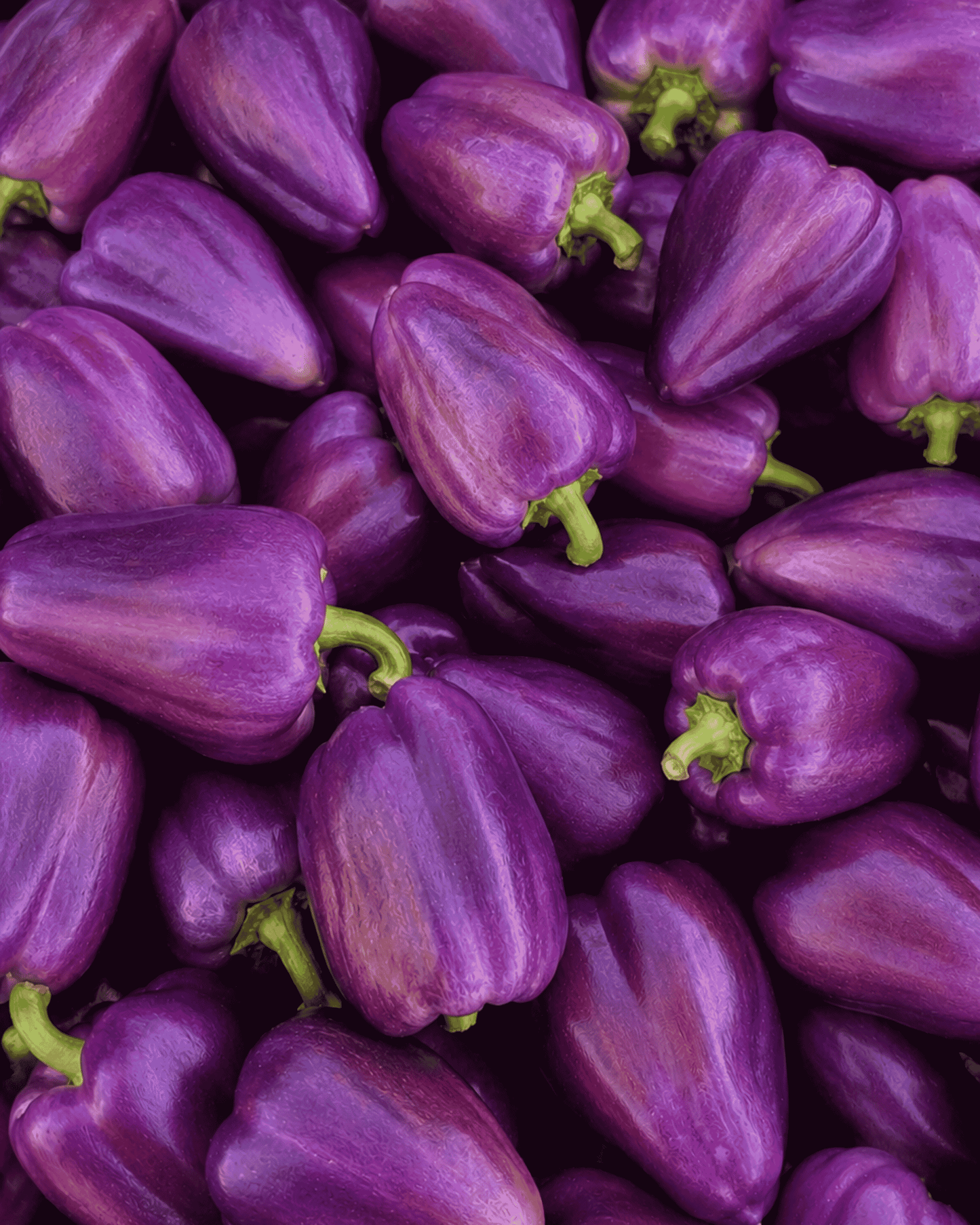 Purple Bell Pepper