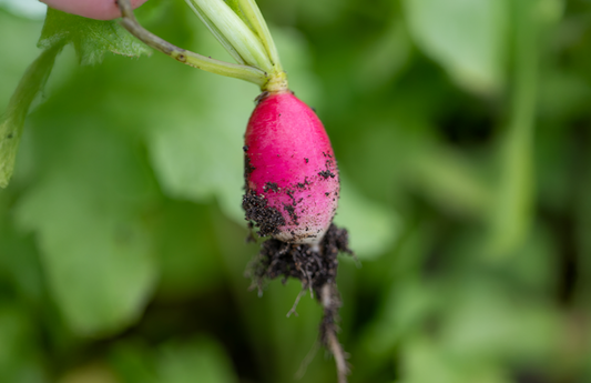 Radish French Breakfast (bch)