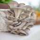 Blue Oyster Mushrooms (lb)