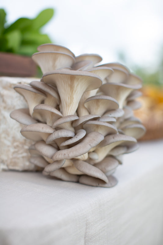 Blue Oyster Mushrooms, BROKERED (pound)