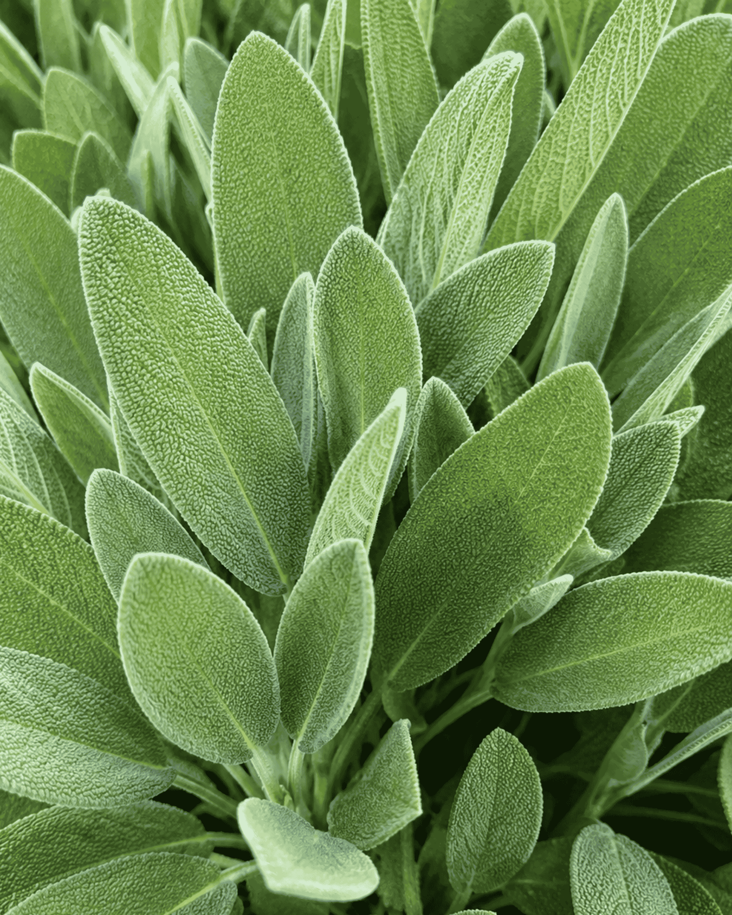 Sage