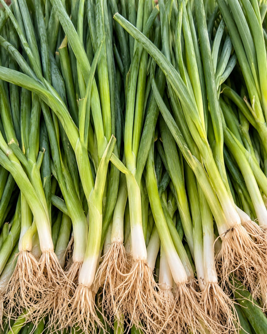 Scallions