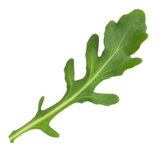 Arugula (half pound)