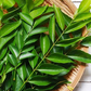 Curry Leaf PF