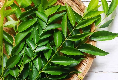 Curry Leaf PF