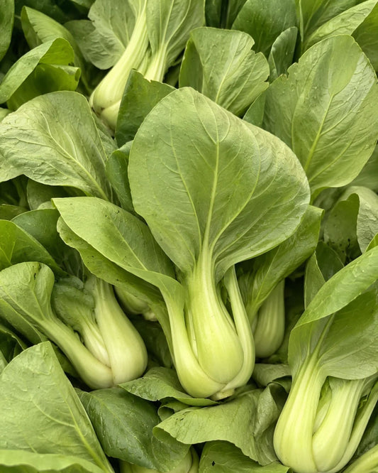 Shanghai Bok Choy