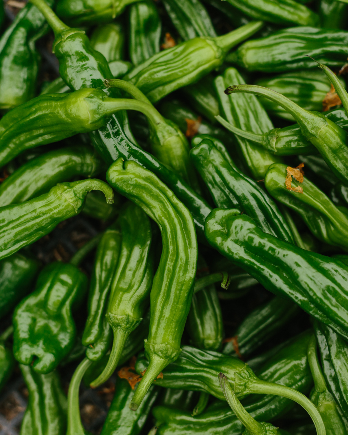 Shishito Peppers – Half Pound