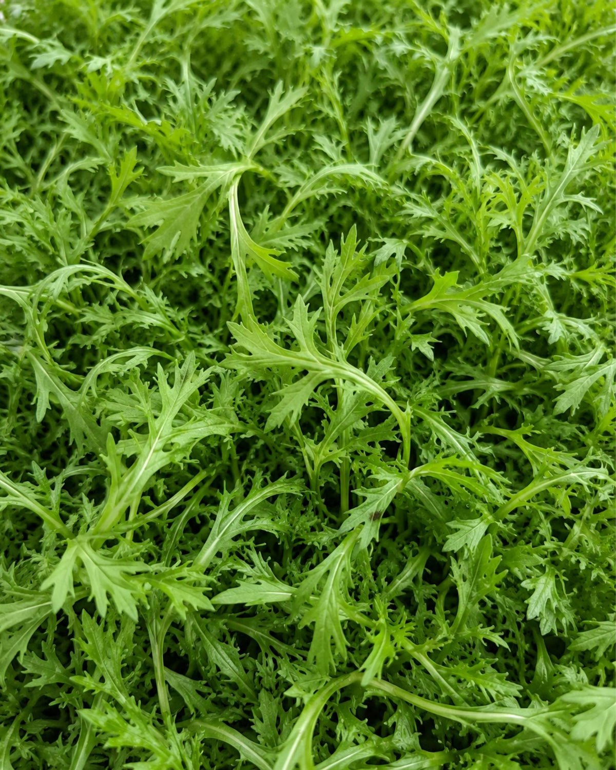 Shungiku Microgreens
