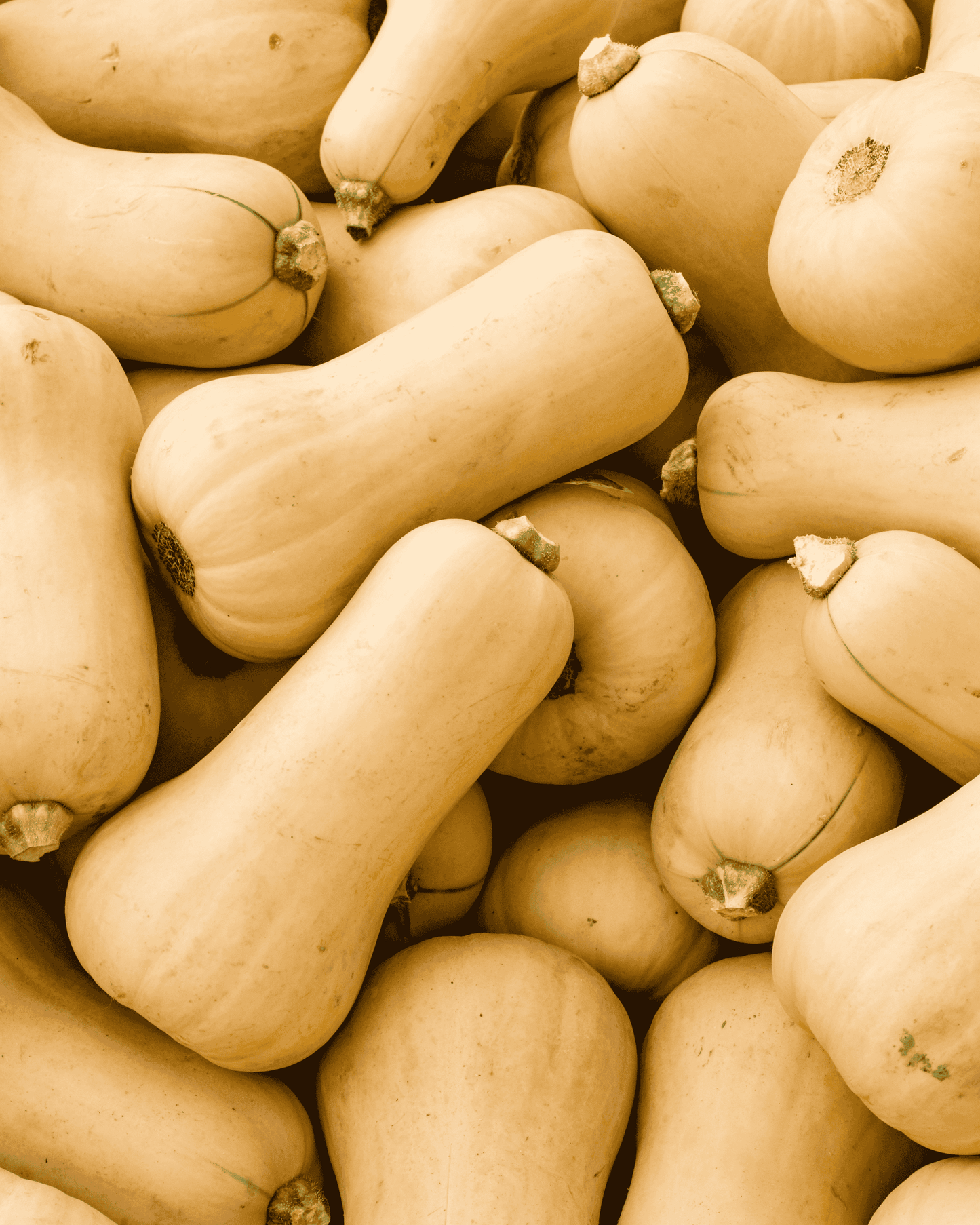 South Anna Butternut Squash PF