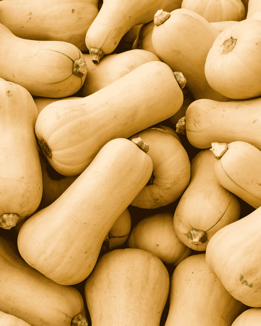 South Anna Butternut Squash