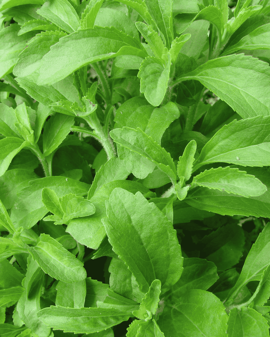 Stevia