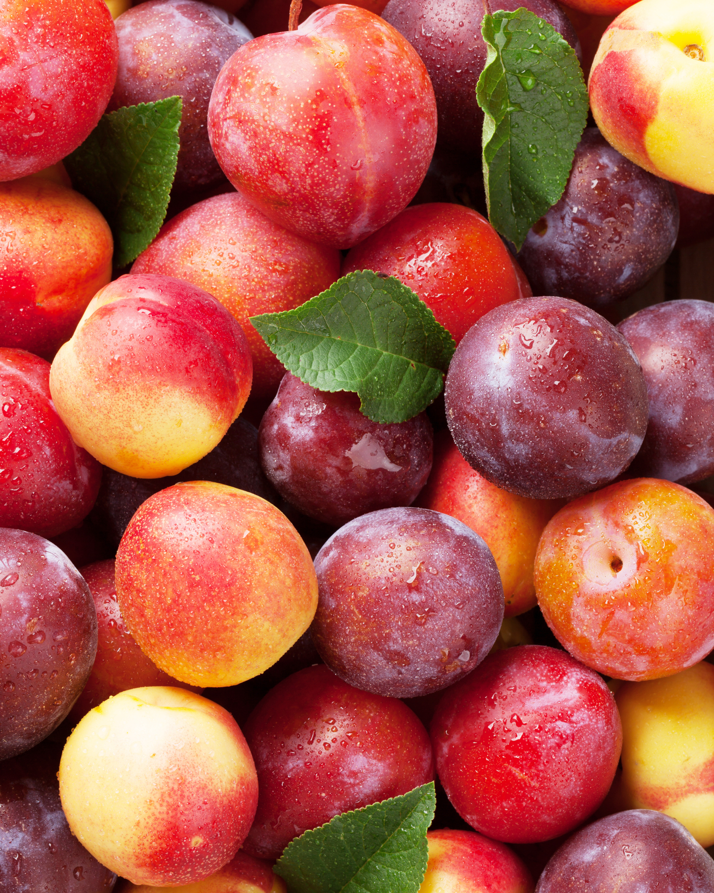 Stone Fruit Medley