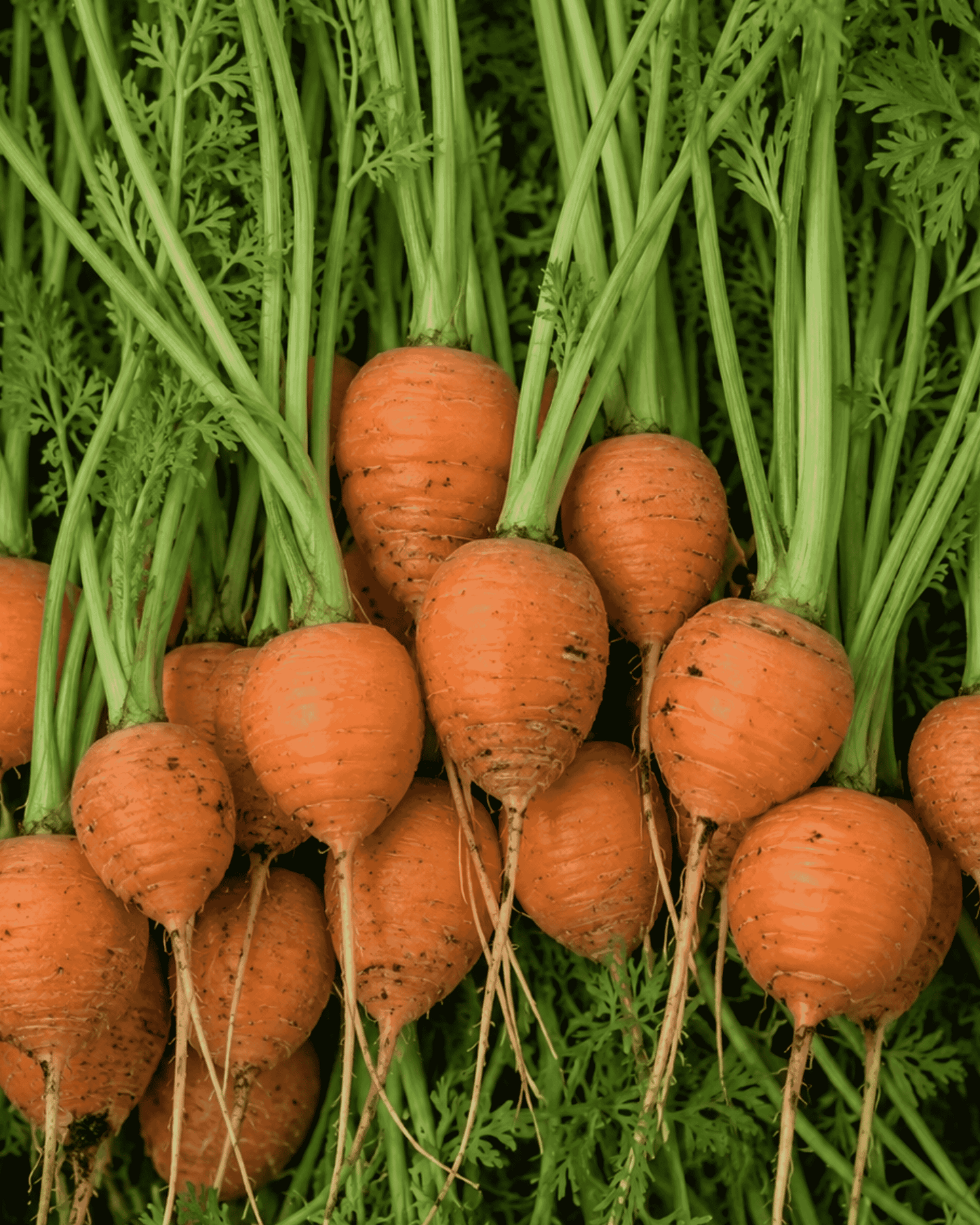 Thumbelina Atlas Carrots
