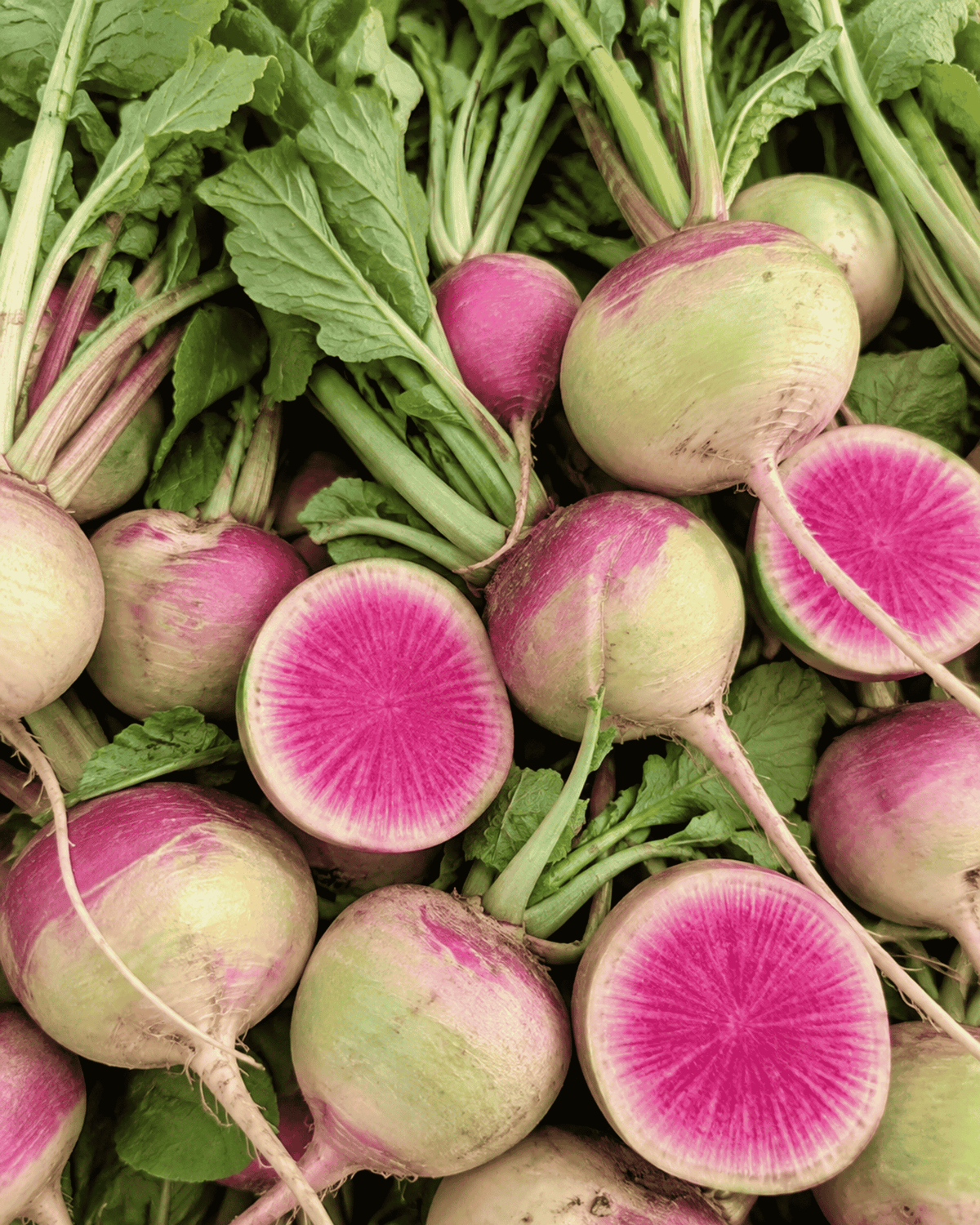 Watermelon Radish