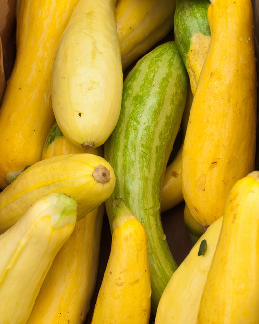 Yellow Squash