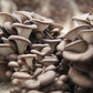 Blue Oyster Mushrooms (lb)