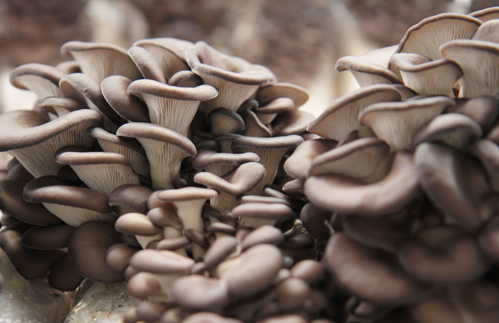 Blue Oyster Mushrooms (lb)