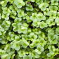 PF Microgreens Brassica Blend (ea)