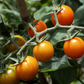 Cherry Tomatoes Sungold (pt)