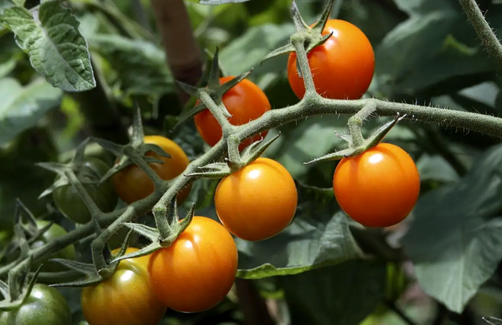 Cherry Tomatoes Sungold (pt)