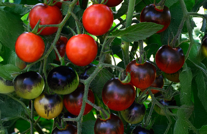 Cherry Tomatoes Indigo Cherry Drops (pt)