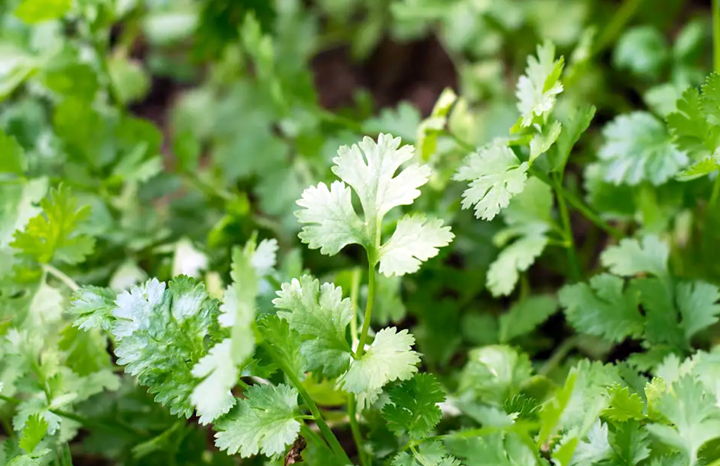 PF Cilantro (bch)