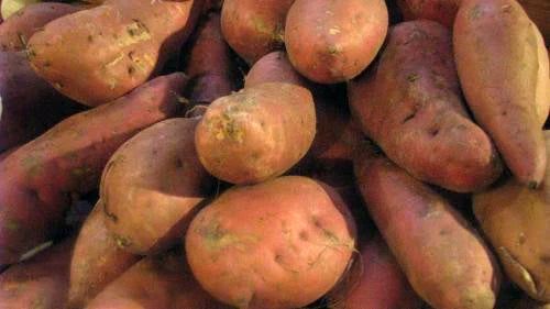 Potato, Sweet Covington Yam