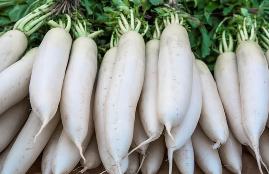 Radish Daikon (bch)