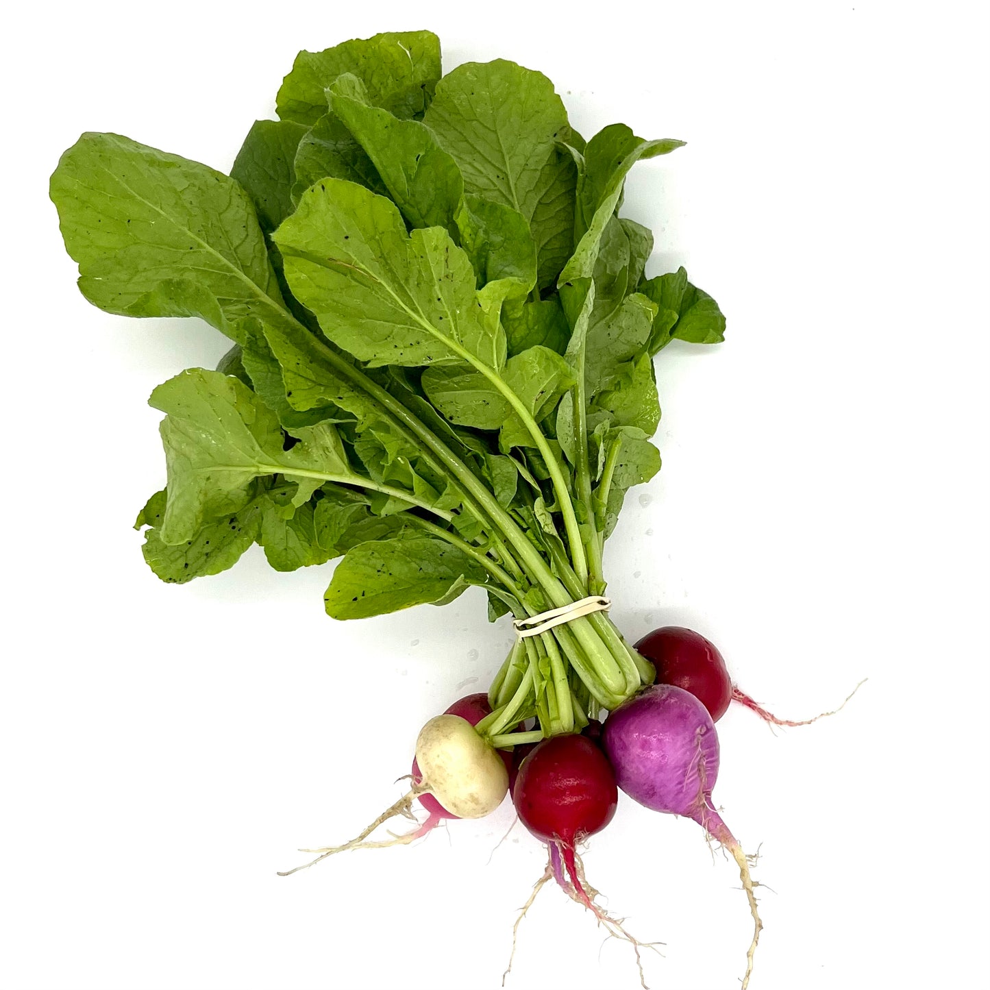 Radish, Sora (bunch)