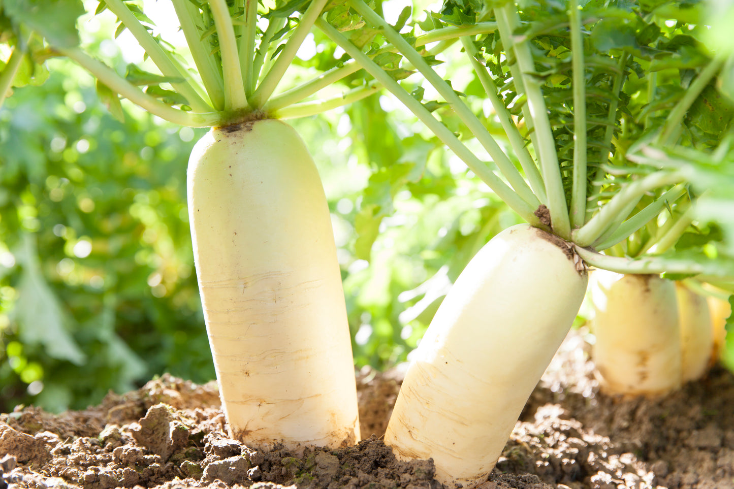 PF Radish Daikon (ea)