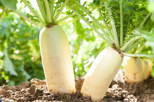 Radish Daikon (ea)