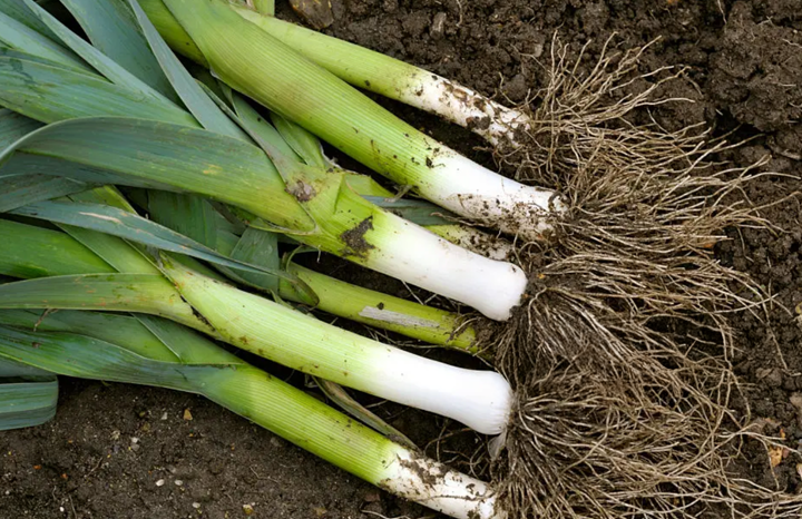 PF Leeks (bch)