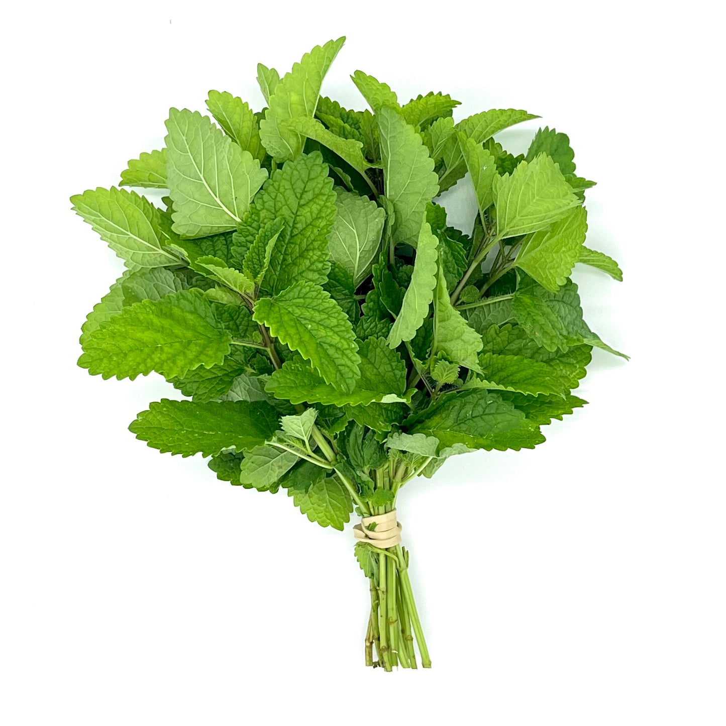 Lemon Balm (bunch)