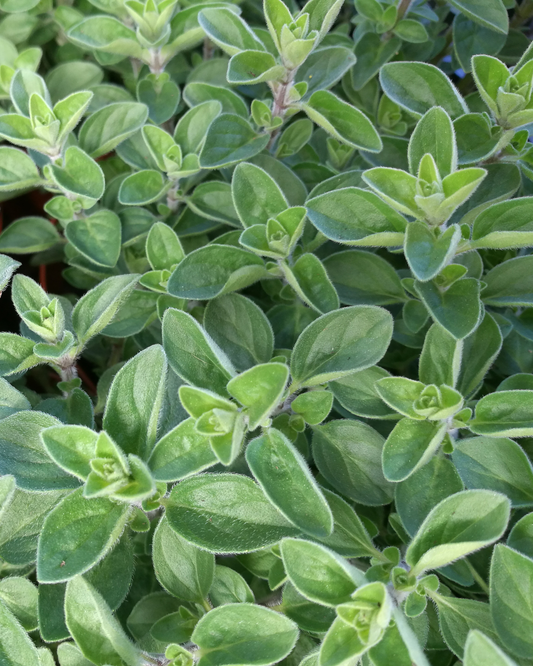 Marjoram PF