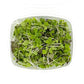 PF Microgreens Paradise Blend (ea)