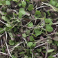 PF Microgreens Paradise Blend (ea)