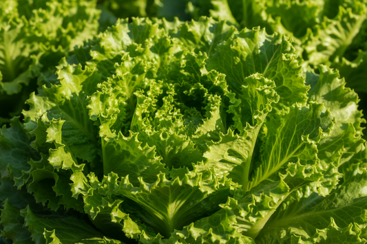 please generate an image full frame of marciano lettuce