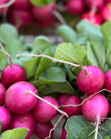 A bunch of fresh radishes with green leaves and bright red bulbs, ready for harvest.