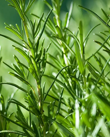 Rosemary PF